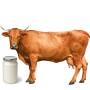 Jersey Cow Milk Yogurt