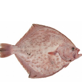 Wild Turbot (καλκάνι) Fish