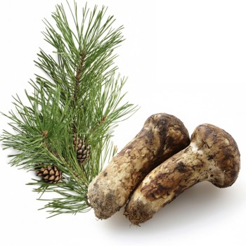 Wild Matsutake (マツタケ) Mushroom (1 Lb)