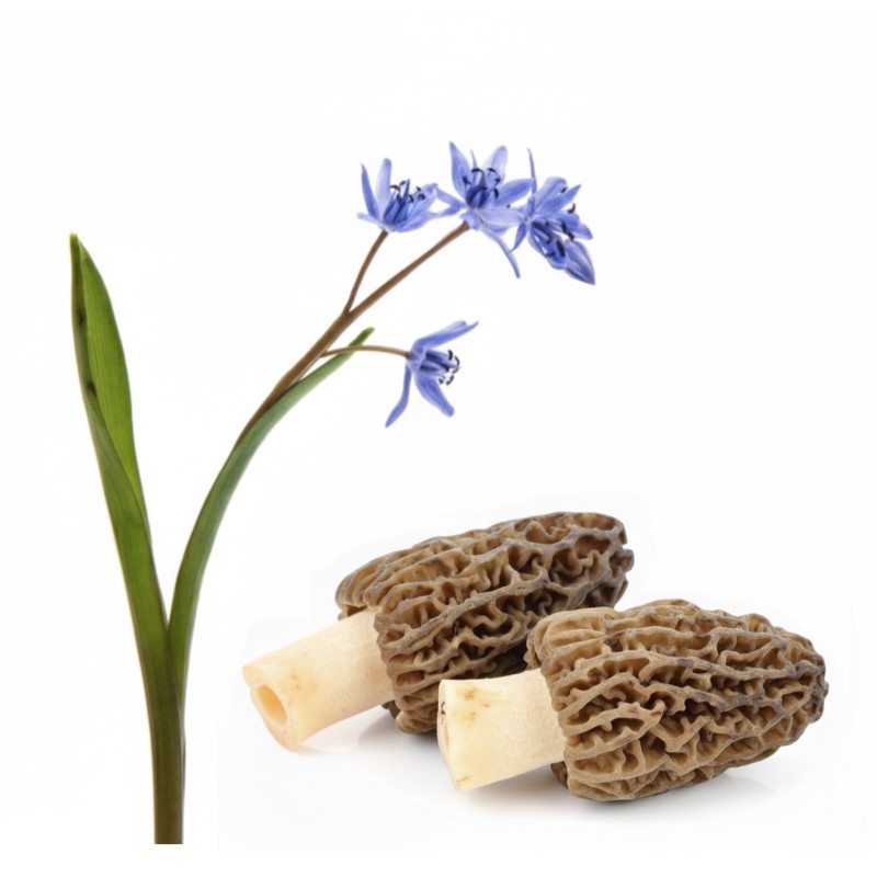 Wild Morel ( गुच्ची ) Mushroom (1 Lb)