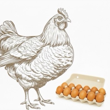 Organic Brown Egg Jumbo