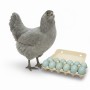 Organic Ameraucana Chicken Green Egg (Dozen)