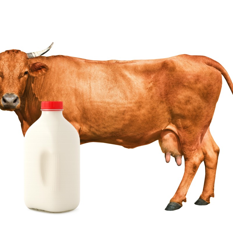 Jersey Cow Milk (Half Gallon)