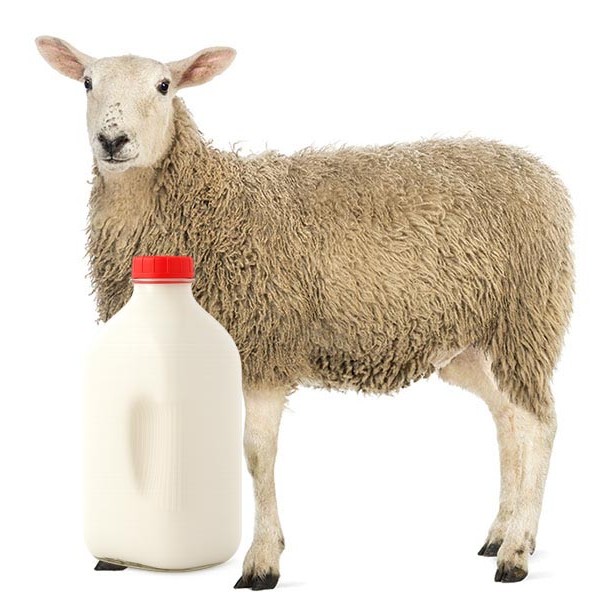 Sheep Milk (Half Gallon)