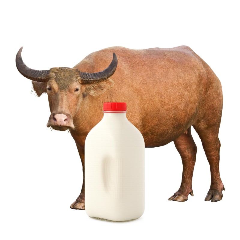 Water Buffalo Milk (Half Gallon)