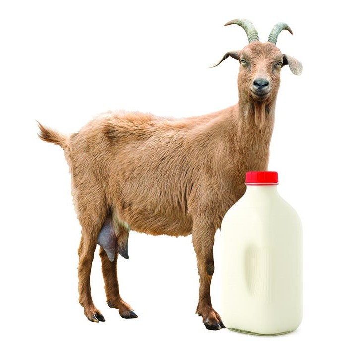 Goat Milk (Half Gallon)