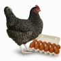 Organic Maran Chicken Egg (Dozen)