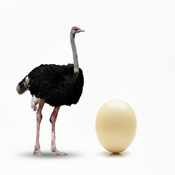 Ostrich Egg (Each)