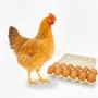Organic Red Link Chicken Egg (Dozen)