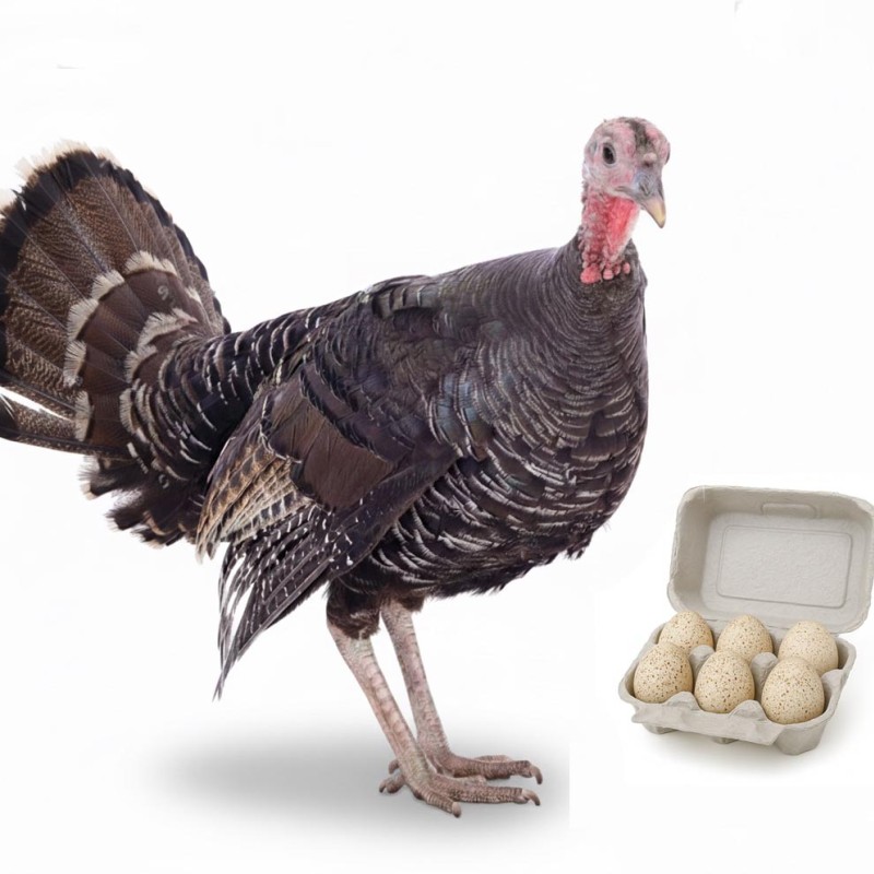 Organic Turkey Egg (Half Dozen) (Seasonal)